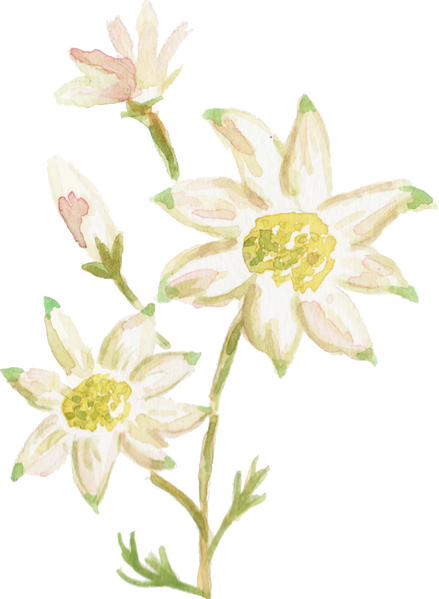 Watercolor Flannel Flower Actinotus Helianthi Australian Native Flower