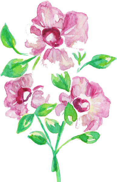 Watercolor Sturt's Desert Rose Gossypium Sturtianum Australian Native Flower