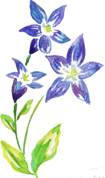 Watercolor Royal Bluebell Wahlenbergia Gloriosa Australian Native Flower
